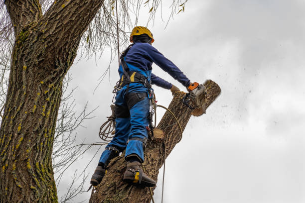 How Our Tree Care Process Works  in  Salem, VA